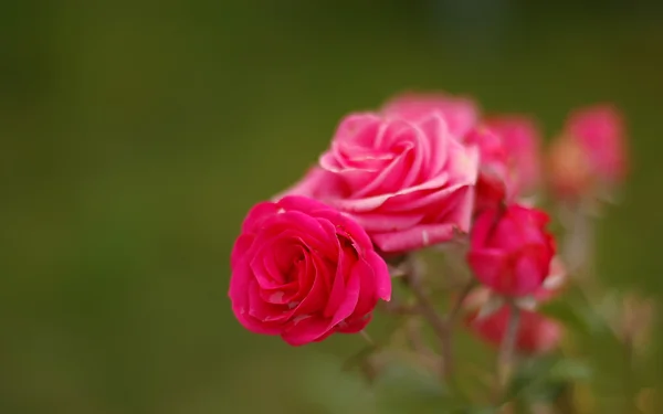 Rosa rosa in un giardino (focus selettivo ) — Foto Stock