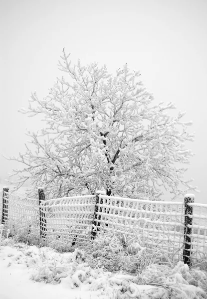 Árvore nevada e cerca — Fotografia de Stock