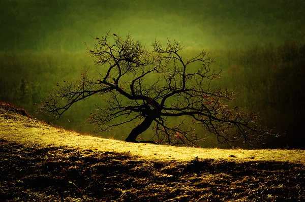 Un árbol desnudo solitario — Foto de Stock
