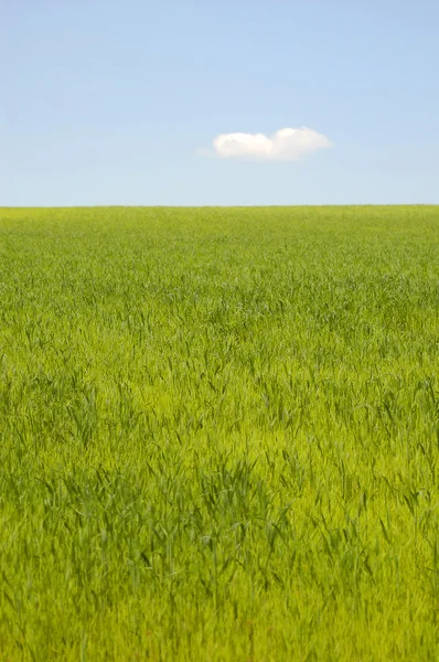 stock image Green cornfield with blue sky