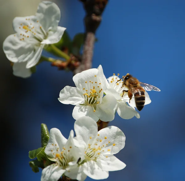 Cseresznye virágok, szép kis méh egy Stock Kép