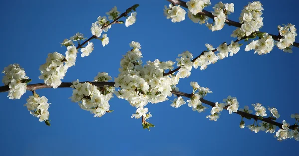 Hermosa floración flor de cerezo Imagen de archivo