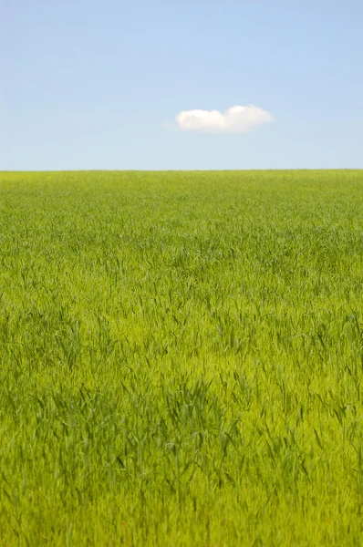 Campo de maíz verde con cielo azul Fotos de stock libres de derechos