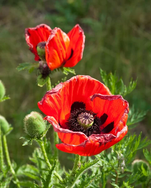 stock image Poppy