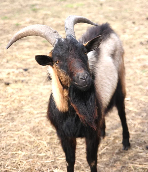 stock image Dark wild goat