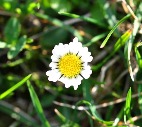White and yellow daisy detail — Stock Photo, Image