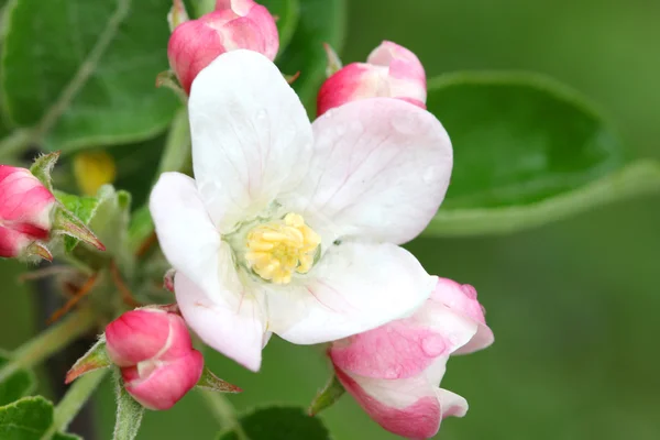 stock image Apple tree blossom