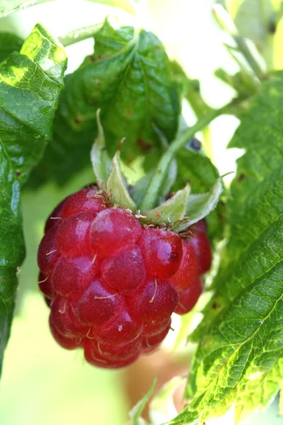 stock image Raspberry fruit