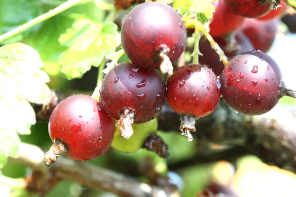 stock image Jostaberry fruit