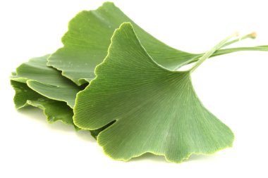 Several green fresh ginkgo biloba leaves on white background clipart