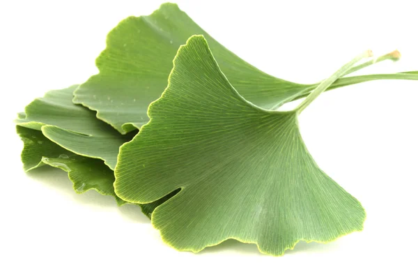 Varias hojas verdes frescas de ginkgo biloba sobre fondo blanco — Foto de Stock
