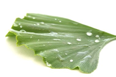 Single green fresh ginkgo biloba leaves on white background clipart