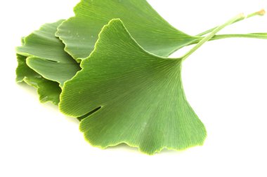 Several green fresh ginkgo biloba leaves on white background clipart