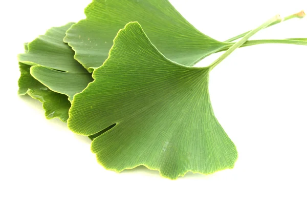 stock image Several green fresh ginkgo biloba leaves on white background