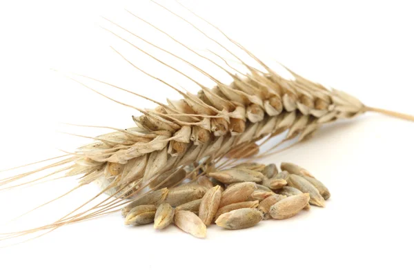 Épic de blé unique Image En Vente