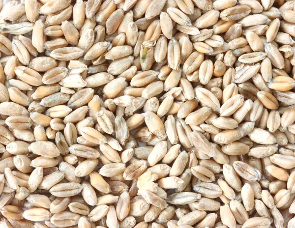 Rye corn close up — Stock Photo, Image