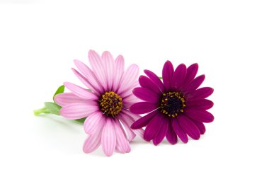 Pink daisy clipart