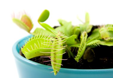 Blue pot with Dionaea clipart