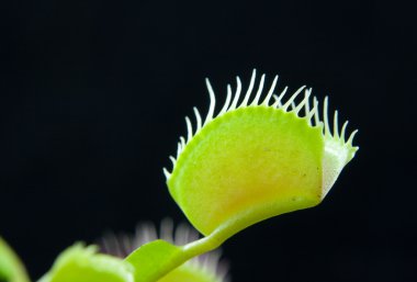 Dionaea