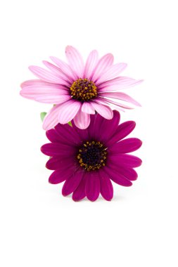 Pink daisy clipart