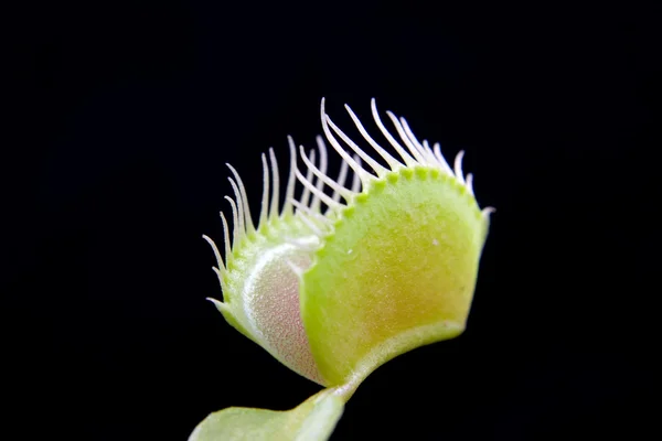 stock image Dionaea