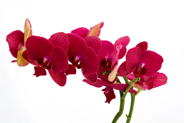 Kırmızı orkide — Stok fotoğraf