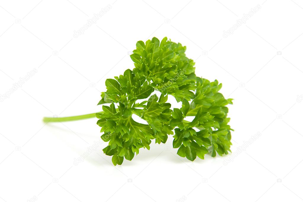 Leaf of fresh parsley
