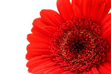 Red gerbera flower clipart