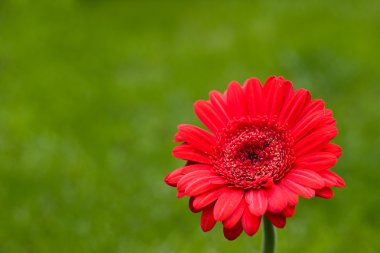 Kırmızı gerbera çiçek