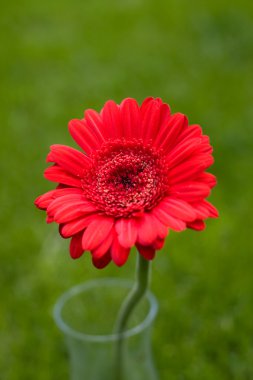 Kırmızı gerbera çiçek