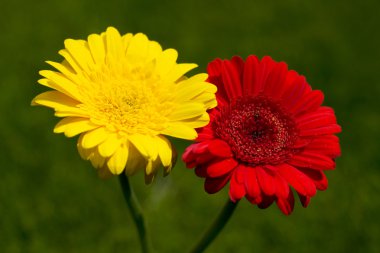 Red and yellow gerbera flower clipart