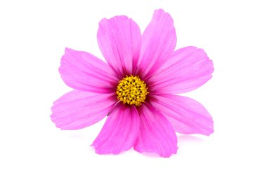 Pink flower clipart
