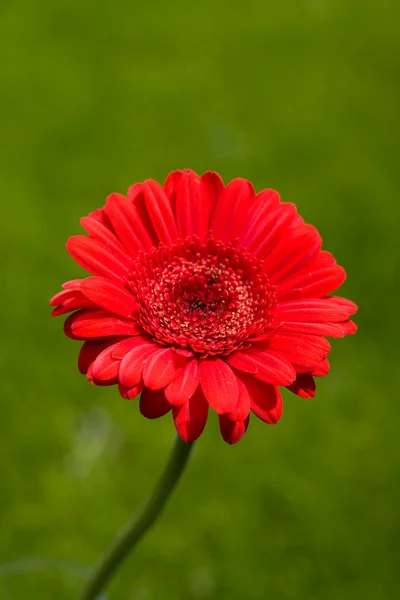 红色非洲菊花卉 — 图库照片
