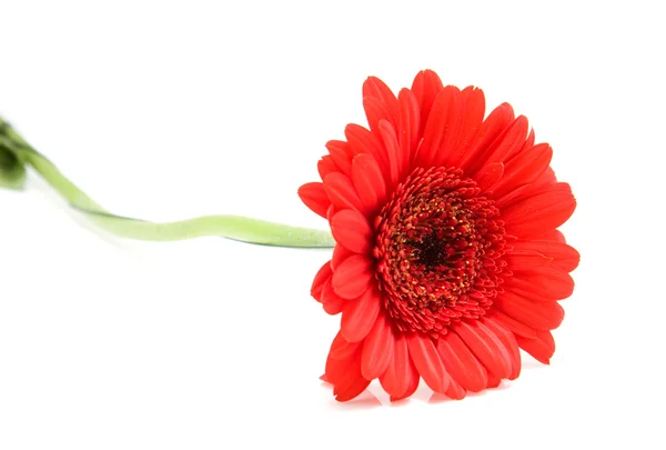 Gerbera rouge fleur — Photo
