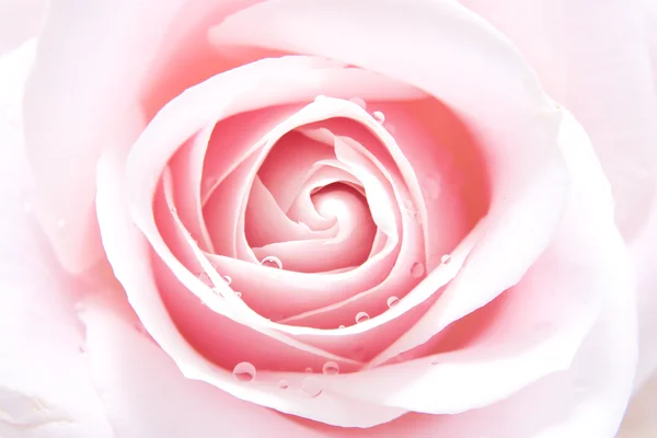 Розовая роза с водопадами — стоковое фото