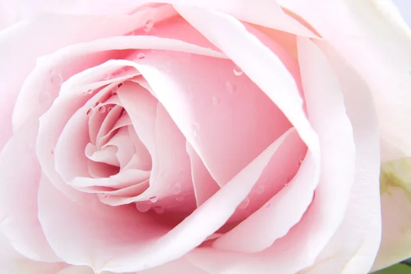 粉红色的玫瑰的水珠 — 图库照片