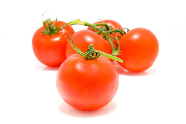 Rocíe los tomates —  Fotos de Stock