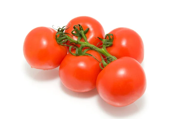 Rocíe los tomates —  Fotos de Stock