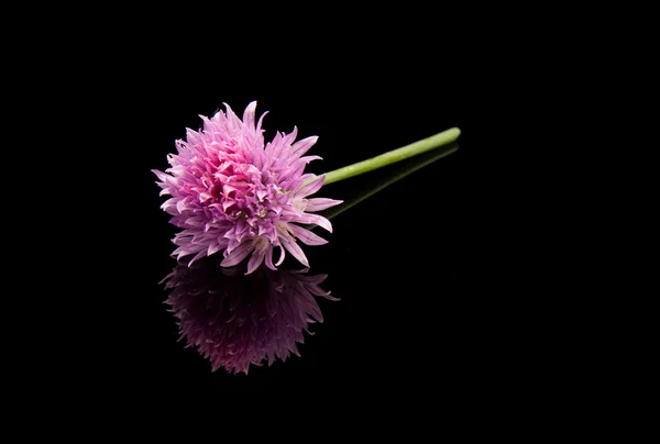 Fleur de ciboulette — Photo