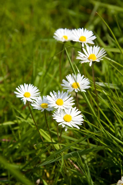 Daisy in grass — Stock Photo, Image