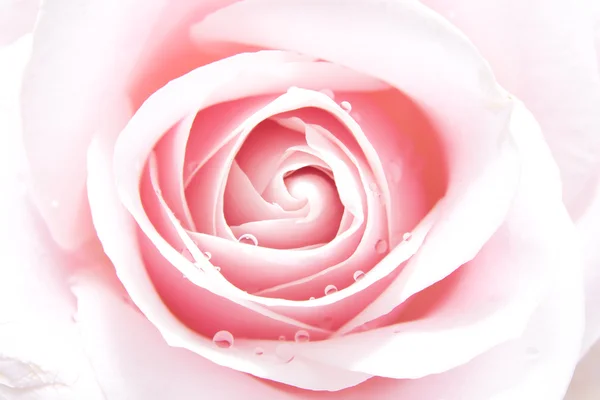 Rosa rosa — Fotografia de Stock