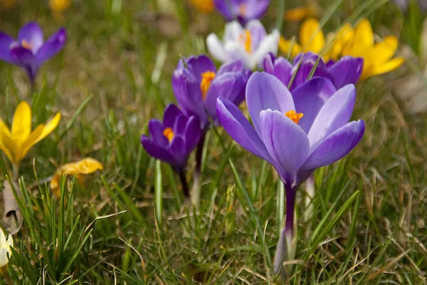 Purple spring crocus flowers — Stock Photo, Image