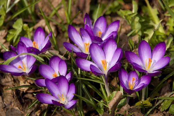 Purpurrote Frühlingskrokusblüten — Stockfoto