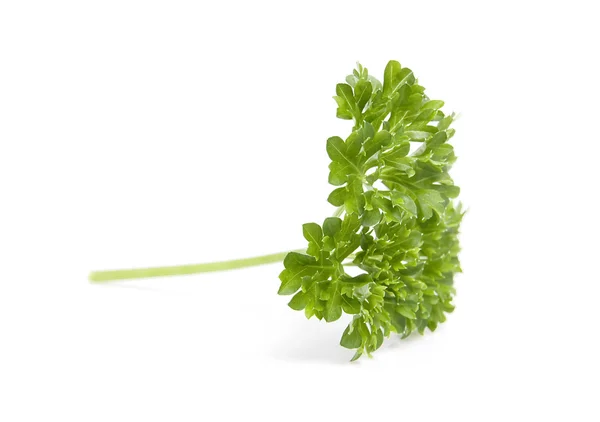 Leaf of fresh parsley — Stock Photo, Image