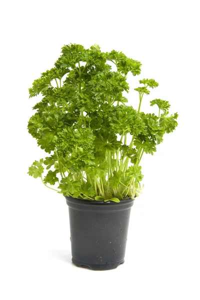 Plant of fresh parsley — Zdjęcie stockowe