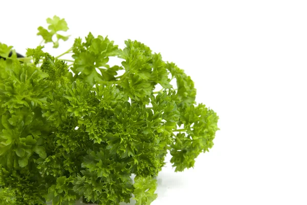 Plant of parsley — Stock Photo, Image