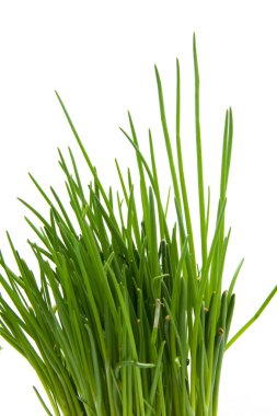 içinde closeup Chives