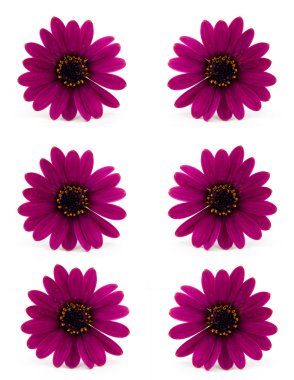 Pink daisy clipart