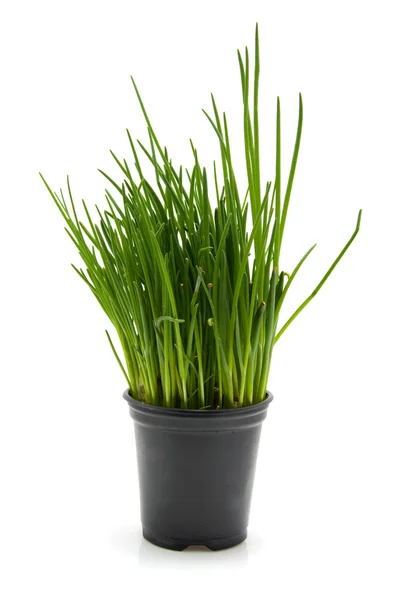 Pentola con erba cipollina — Foto Stock