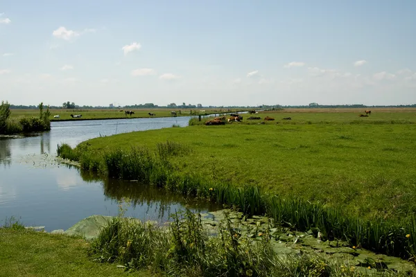 Hollands landschap — Stockfoto
